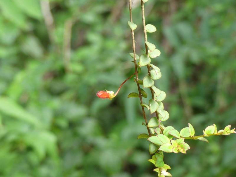 Columnea oerstediana, photographed by Guillaume Delaitre