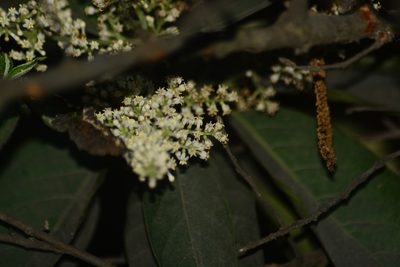 Wendlandia heynei, photographed by S.MORE