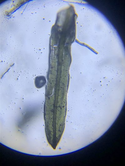 Syrrhopodon texanus, photographed by John Kees