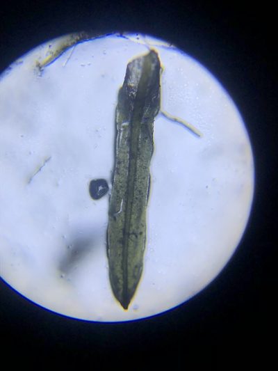 Syrrhopodon texanus, photographed by John Kees