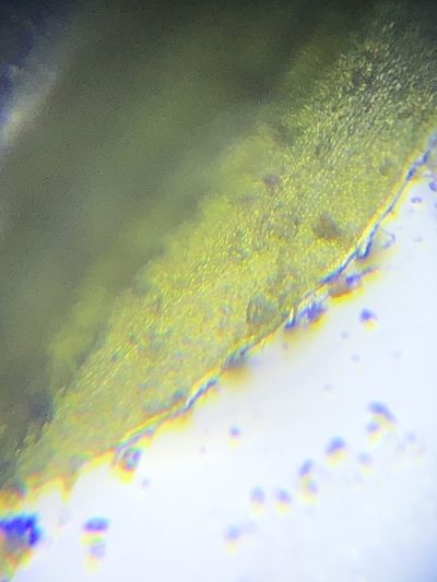 Syrrhopodon texanus, photographed by John Kees