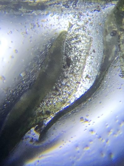 Syrrhopodon texanus, photographed by John Kees