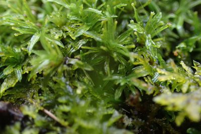 Syrrhopodon texanus, photographed by John Kees