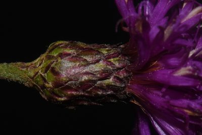 Vernonia noveboracensis, photographed by Brian Finzel