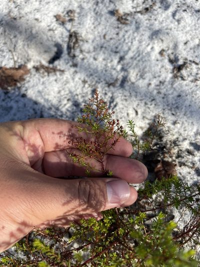 Lechea deckertii, photographed by Brandon Corder