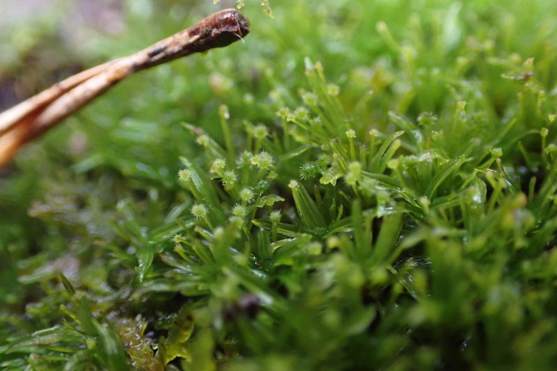 Syrrhopodon texanus, photographed by John Kees