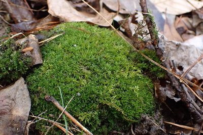 Syrrhopodon texanus, photographed by John Kees