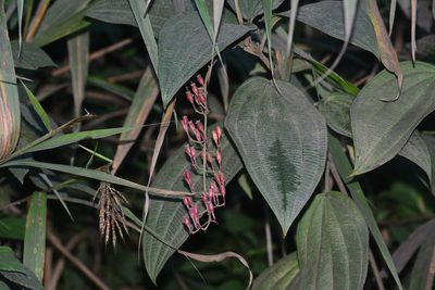Oxyspora paniculata, photographed by S.MORE