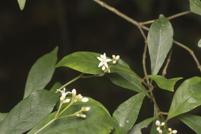 Psychotria simmondsiana, photographed by Tony Eales