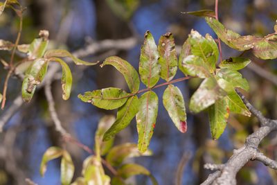 Pistacia atlantica, photographed by Eleftherios Katsillis