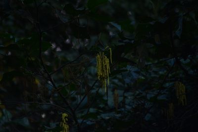 Alnus nepalensis, photographed by S.MORE