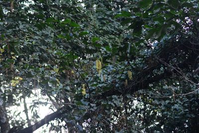 Alnus nepalensis, photographed by S.MORE