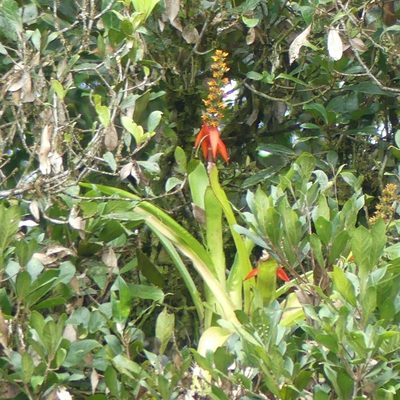 Aechmea mertensii, photographed by Guillaume Delaitre