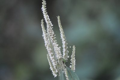 Elsholtzia blanda, photographed by S.MORE