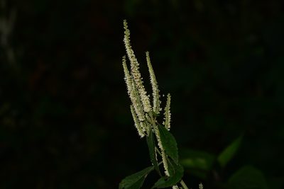 Elsholtzia blanda, photographed by S.MORE
