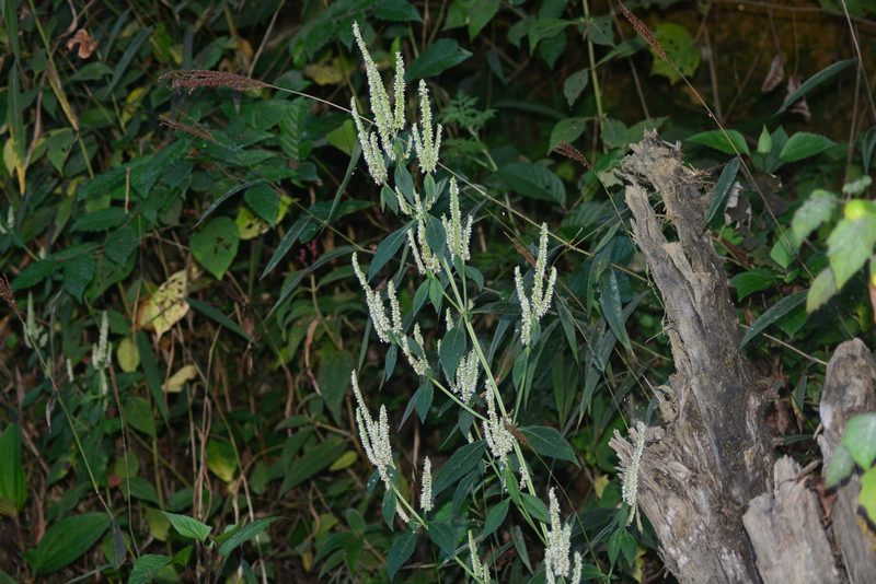 Elsholtzia blanda, photographed by S.MORE
