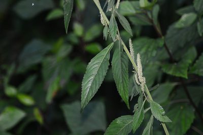Elsholtzia blanda, photographed by S.MORE