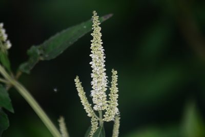 Elsholtzia blanda, photographed by S.MORE
