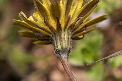 Leontodon tuberosus, photographed by Eleftherios Katsillis