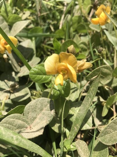 Vigna longifolia, photographed by Gabriel Perazza