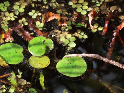 Hydrocharis spongia, photographed by geosesarma