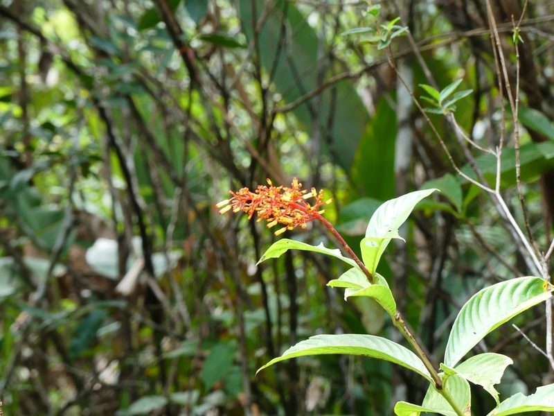 Palicourea triphylla, photographed by Guillaume Delaitre
