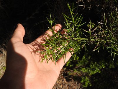 Colletia hystrix, photographed by Leonel Roget