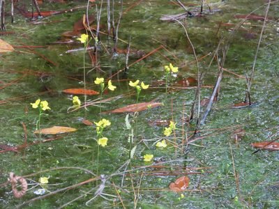 Utricularia inflata, photographed by geosesarma
