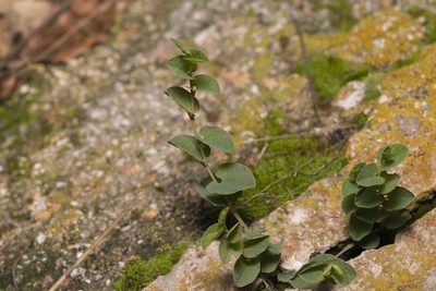 Aristolochia parvifolia, photographed by Eleftherios Katsillis