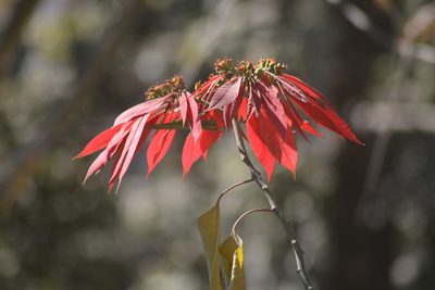 Euphorbia pulcherrima, photographed by S.MORE