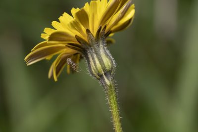 Leontodon tuberosus, photographed by Eleftherios Katsillis