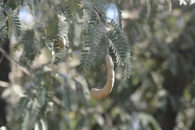 Tamarindus indica, photographed by S.MORE
