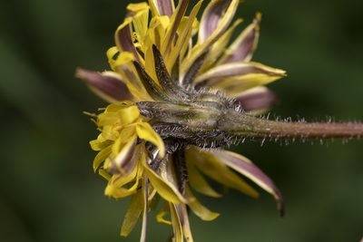 Leontodon tuberosus, photographed by Eleftherios Katsillis