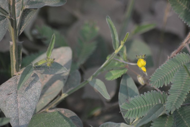 Crotalaria alata, photographed by S.MORE