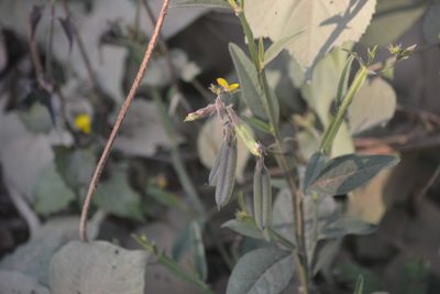 Crotalaria alata, photographed by S.MORE