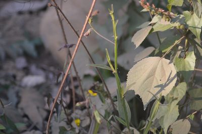 Crotalaria alata, photographed by S.MORE