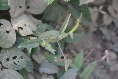 Crotalaria alata, photographed by S.MORE