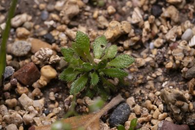 Draba praecox, photographed by Eleftherios Katsillis