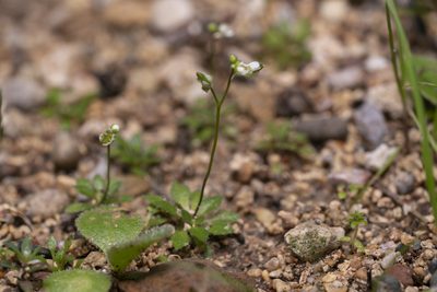 Draba praecox, photographed by Eleftherios Katsillis