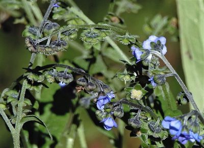 Cynoglossum amabile, photographed by Hugo Hulsberg