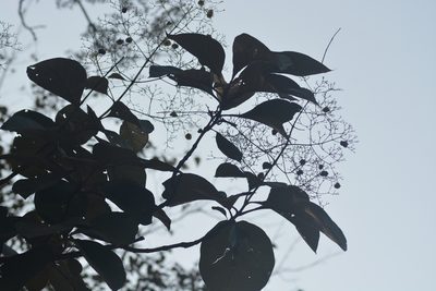 Tectona grandis, photographed by S.MORE