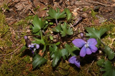 Viola subsinuata, photographed by Brian Finzel