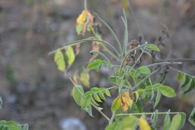 Senna hirsuta, photographed by S.MORE