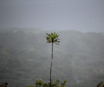 Cespedesia spathulata, photographed by Ashwin Srinivasan