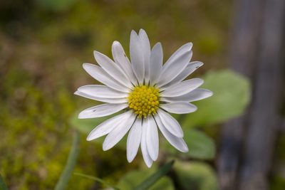 Bellis annua, photographed by Eleftherios Katsillis