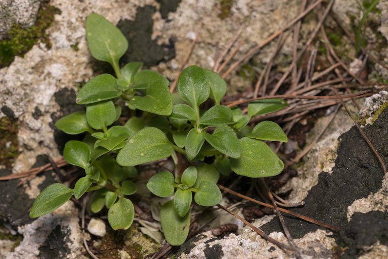 Theligonum cynocrambe, photographed by Eleftherios Katsillis