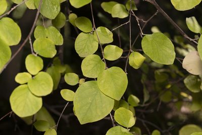 Styrax officinalis, photographed by Eleftherios Katsillis