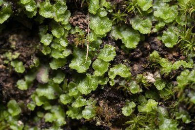 Clevea spathysii, photographed by Eleftherios Katsillis
