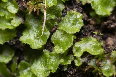 Clevea spathysii, photographed by Eleftherios Katsillis