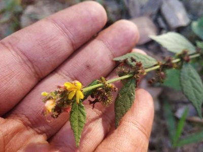 Triumfetta rhomboidea, photographed by S.MORE